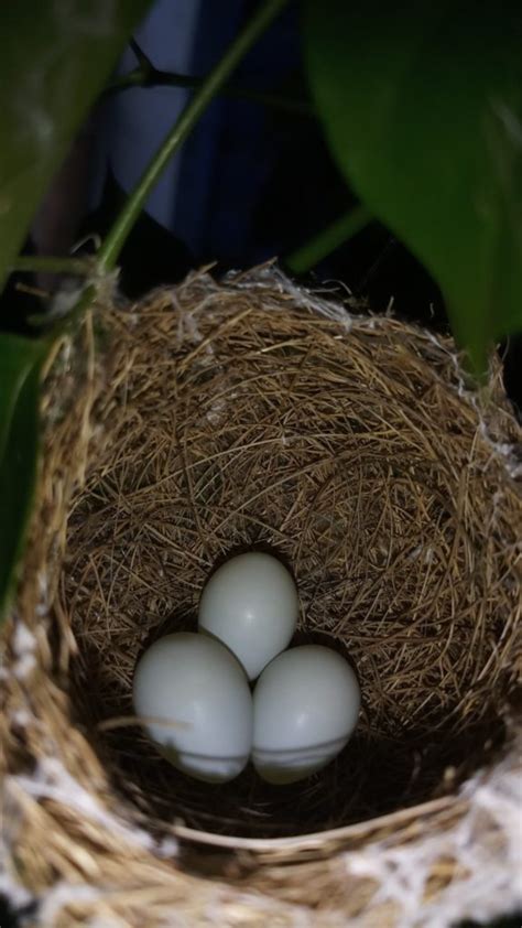 鳥來築巢 風水|鳥築巢風水：提升居家能量的秘訣【鳥築巢風水】 – 香港 算命師。